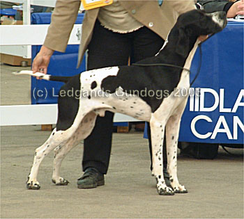 Open Dog